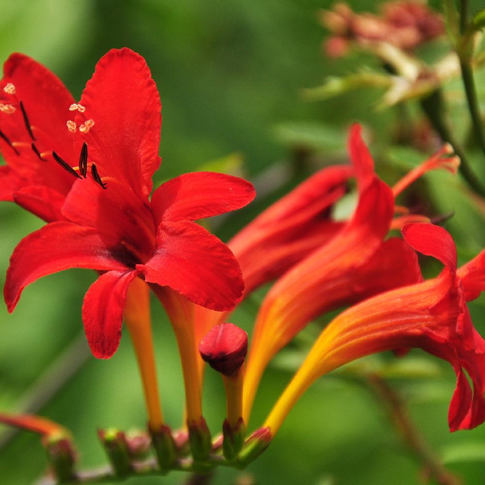 CROCOSMIA masoniorum