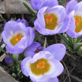 CROCUS sieberi ssp. sublimis 'Tricolor'