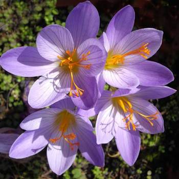 CROCUS speciosus 'Conqueror' 