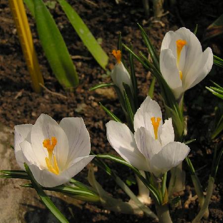 CROCUS vernus 'Jeanne d'Arc'