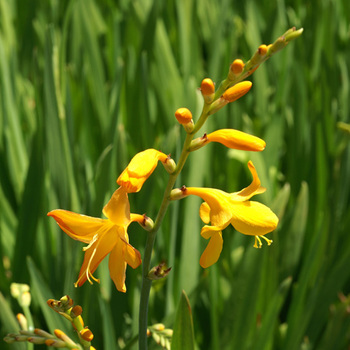 CROCOSMIA 'Voyager'
