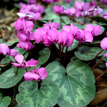 CYCLAMEN