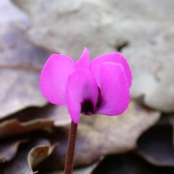 CYCLAMEN