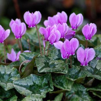 CYCLAMEN hederifolium