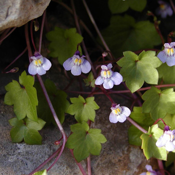 CYMBALARIA muralis