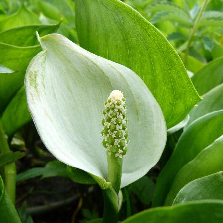 CALLA palustris