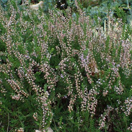 CALLUNA vulgaris 'Easter Bonfire'