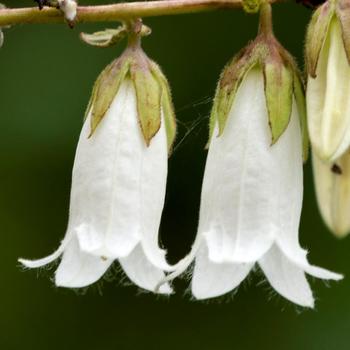 CAMPANULA