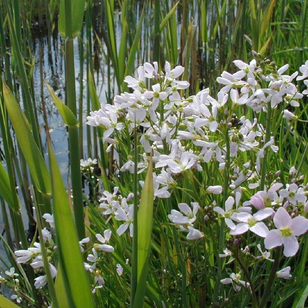 CARDAMINE pratensis