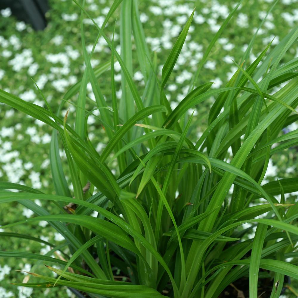 CAREX morrowii 'Irish Green'