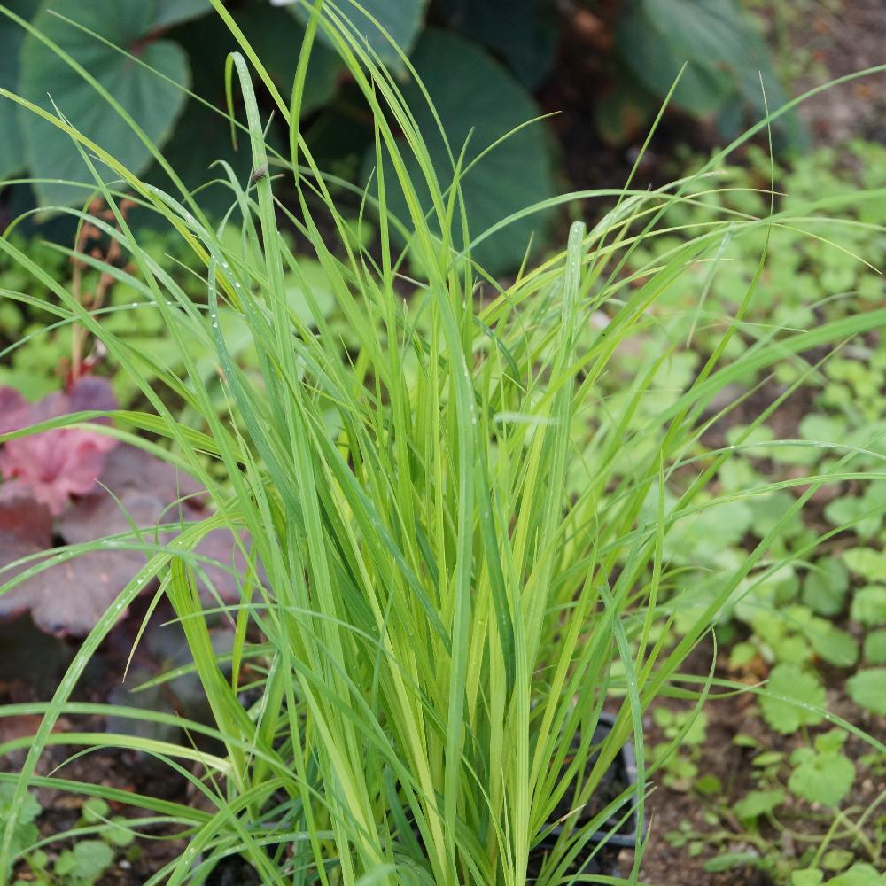 CAREX acuta