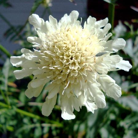 CEPHALARIA