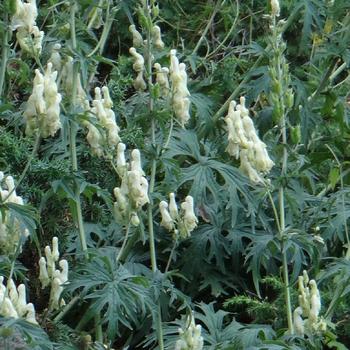 ACONITUM septentrionale 'Ivorine'