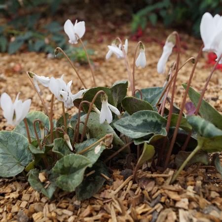 CYCLAMEN hederifolium 'Ivy Ice White'