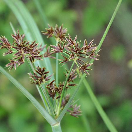 CYPERUS longus