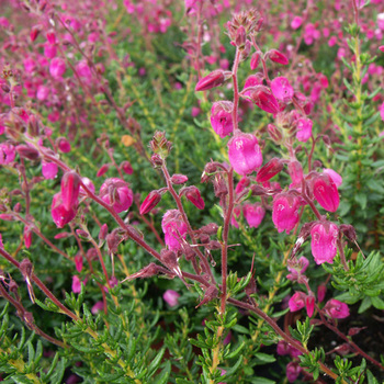 DABOECIA cantabrica 'Arielle'