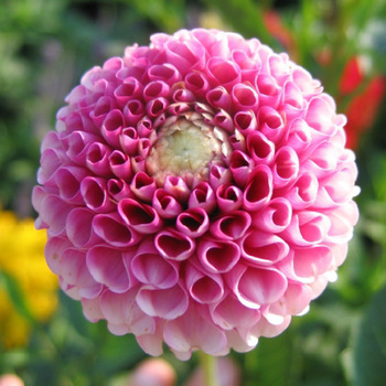 DAHLIA 'Acrobate'