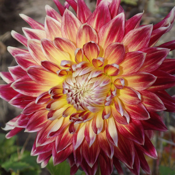 DAHLIA 'Akita'