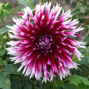 DAHLIA 'Alauna Clair Obscur'