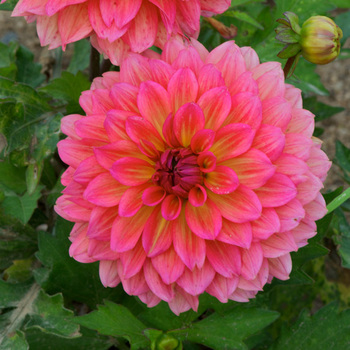 DAHLIA 'All Time Favourite'  