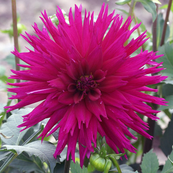 DAHLIA 'Ambition'