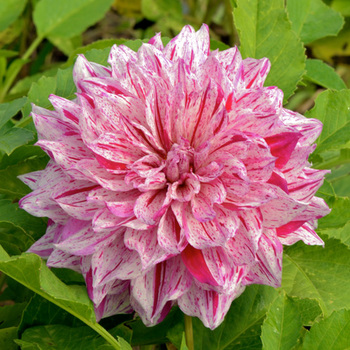 DAHLIA 'Anatol'