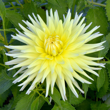 DAHLIA 'Apogée'