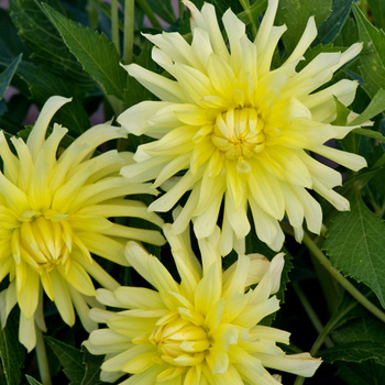 DAHLIA 'Arabesque'