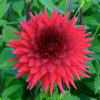 DAHLIA 'Arthur Lashlie'