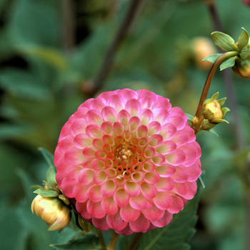 DAHLIA 'Atoll'