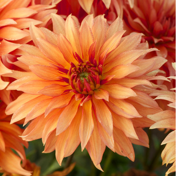 DAHLIA 'Autumn Fairy'     