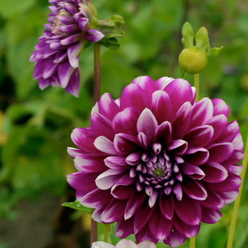 DAHLIA 'Bal d' Edimbourg'