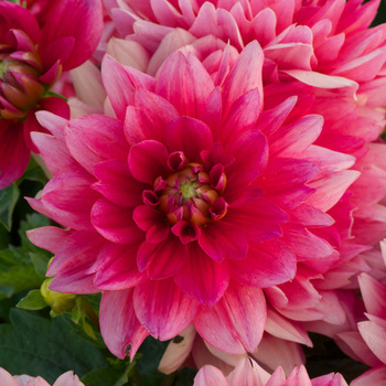 DAHLIA 'Berliner Kleene'