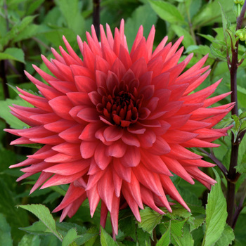 DAHLIA 'Berger's Rekord'