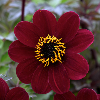 DAHLIA 'Bishop of Auckland'