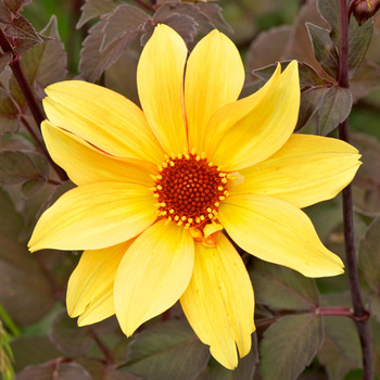 DAHLIA 'Bishop of York'