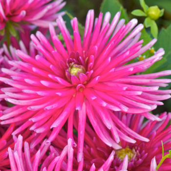 DAHLIA 'Bon Esprit'