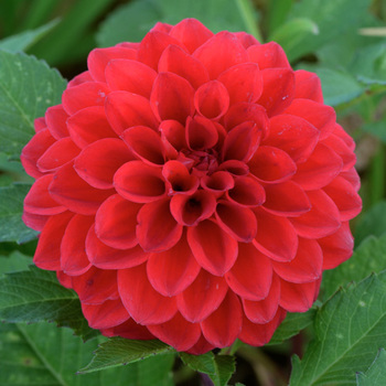 DAHLIA 'Bonne Humeur '