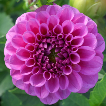 DAHLIA 'Boy Scout' 