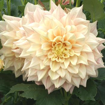 DAHLIA 'Break Out'