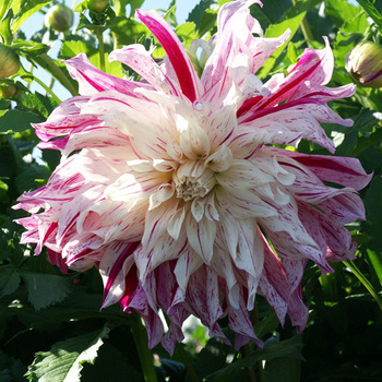 DAHLIA 'Bristol Stripe'