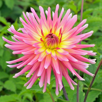 DAHLIA 'Capricio'