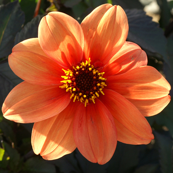 DAHLIA 'Catherine Deneuve'