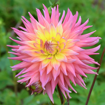 DAHLIA 'Chiffonade'