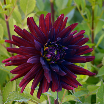 DAHLIA 'Chat Noir'