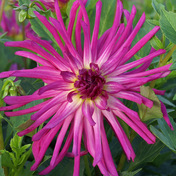 DAHLIA 'Citron Bleu'