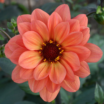 DAHLIA 'Classic Poème'®