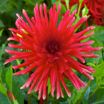 DAHLIA 'Cocorico'