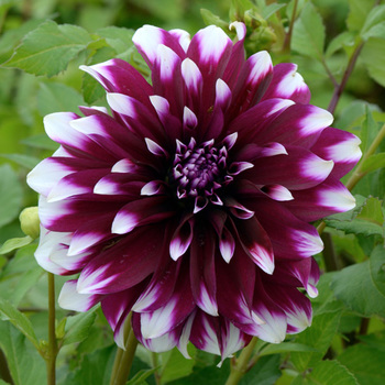 DAHLIA 'Contraste'