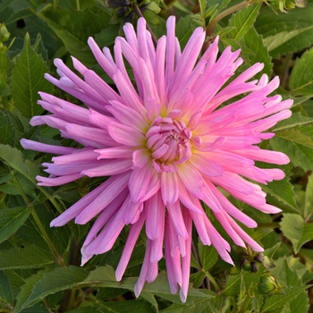 DAHLIA 'Cretonne'